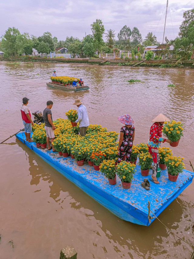  Vườn mai cực phẩm ở Cần Thơ đẹp nức nở mùa Tết: Sân vườn 500m2 được phủ kín với gần 50 gốc mai, cây giá trị nhất lên đến 500 triệu - Ảnh 11.